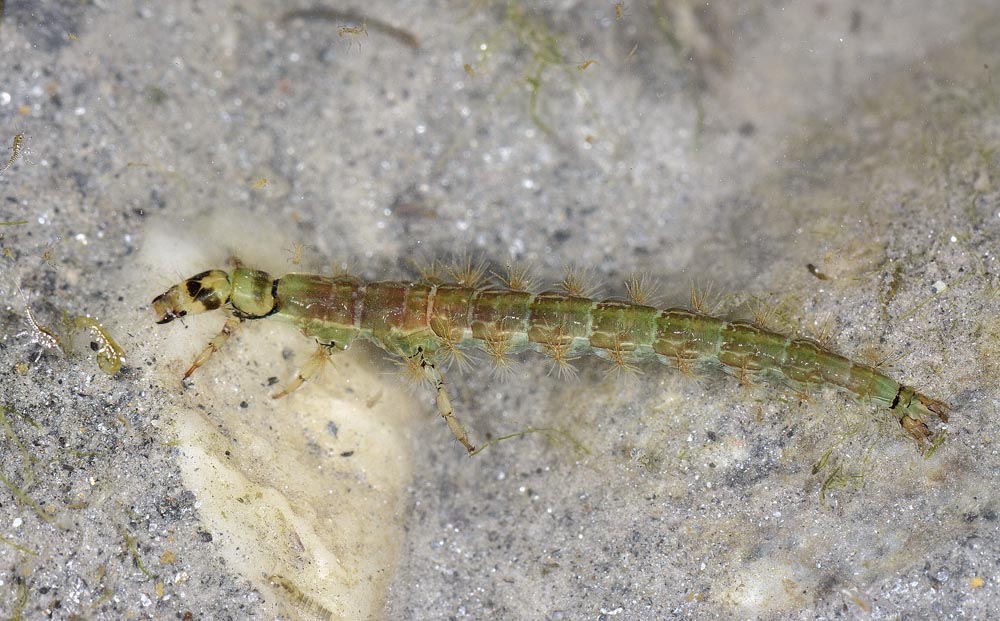 Piccolo mostriciattolo verde: larva di Rhyacophila sp.